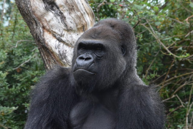 Wilhelma - Stuttgart