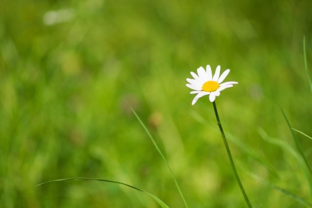 Blume